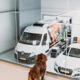 Dog watching man at work at Wraptor in Nootdorp